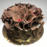 Tort oblany czekoladą z dekoracją czekoladową